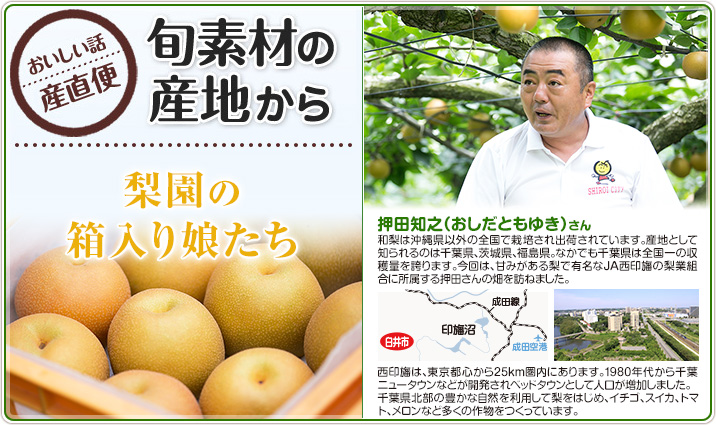 旬素材の産地から 梨園の箱入り娘たち 押田知之（おしだともゆき） さん
                    和梨は沖縄県以外の全国で栽培され出荷されています。産地として知られるのは千葉県、茨城県、福島県。なかでも千葉県は全国一の収穫量を誇ります。今回は、甘みがある梨で有名なJA西印旛の梨業組合に所属する押田さんの畑を訪ねました。
                    西印旛は、東京都心から25km圏内にあります。1980年代から千葉ニュータウンなどが開発されベッドタウンとして人口が増加しました。千葉県北部の豊かな自然を利用して梨をはじめ、イチゴ、スイカ、トマト、メロンなど多くの作物をつくっています。