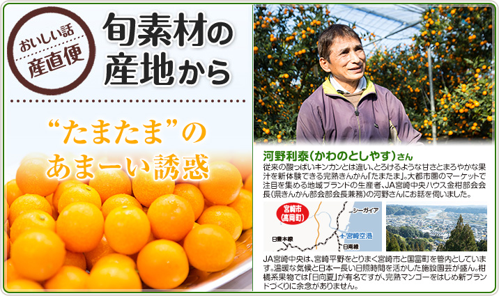 旬素材の産地から “たまたま”のあまーい誘惑 河野利泰（かわのとしやす）さん
                    従来の酸っぱいキンカンとは違い、とろけるような甘さとまろやかな果汁を新体験できる完熟きんかん「たまたま」。大都市圏のマーケットで注目を集める地域ブランドの生産者、JA宮崎中央ハウスきんかん部会会長（県きんかん部会部会長兼務）の河野さんにお話を伺いました。
                    JA宮崎中央は、宮崎平野をとりまく宮崎市と国富町を管内としています。温暖な気候と日本一長い日照時間を活かした施設園芸が盛ん。柑橘系果物では「日向夏」が有名ですが、完熟マンゴーをはじめ新ブランドづくりに余念がありません。