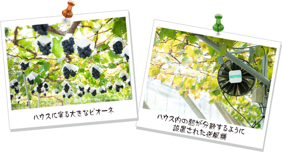 ハウスに実る大きなピオーネ ハウス内の熱が分散するように設置された送風機