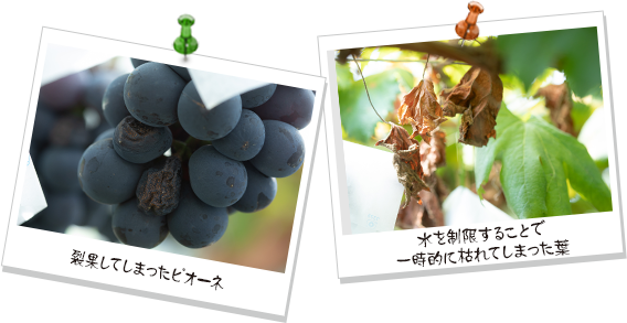 裂果してしまったピオーネ 水を制限することで一時的に枯れてしまった葉