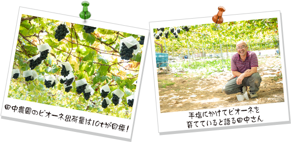 田中農園のピオーネ出荷量は10tが目標! 手塩にかけてピオーネを育てていると語る田中さん
