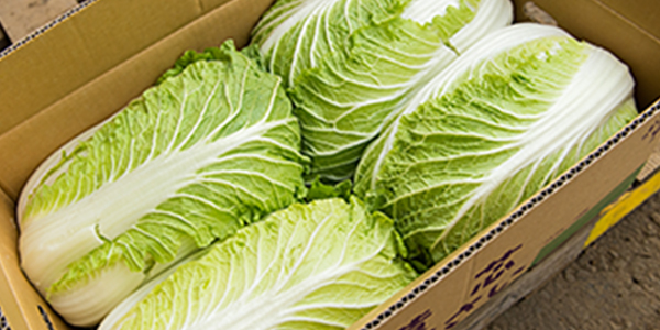 八千代町の白菜