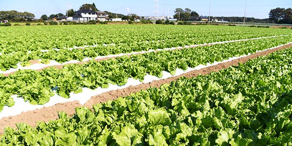 茨城のレタス