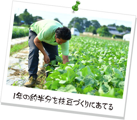 1年の約半分を枝豆づくりにあてる