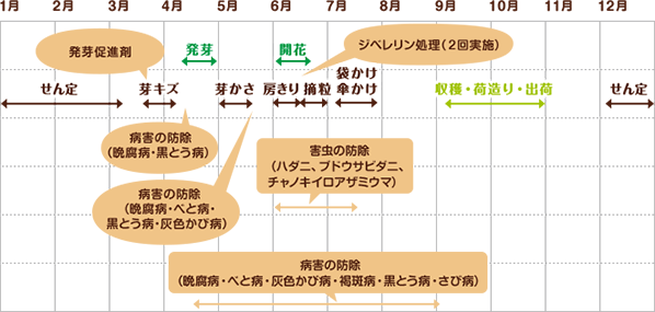 シャインマスカット 栽培スケジュール